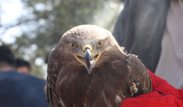 Hatay'da Kaçak Avcılık Yaban Hayatını Vuruyor, Doğal Dengeye Zarar Veriliyor