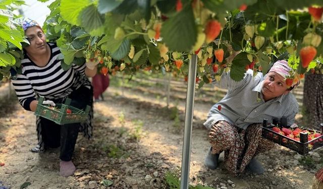 Hataylı Genç Yapay Zekayla Ürettiği Çilekleri İhracata Taşıdı