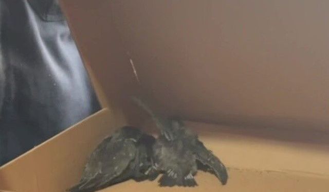 Havalandırma borusunda mahsur kalan 3 yavru kuş kurtarıldı