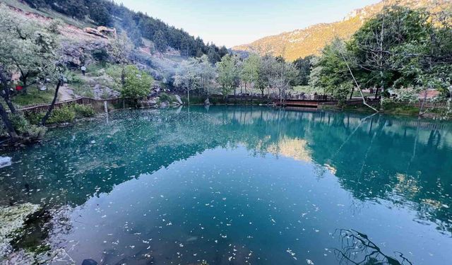 Kahramanmaraş'ta 'Yeşilgöz' göz kamaştırıyor