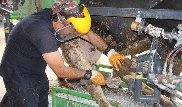 Korkuteli'nde büyükbaş hayvanlara yönelik ücretsiz tırnak bakımı