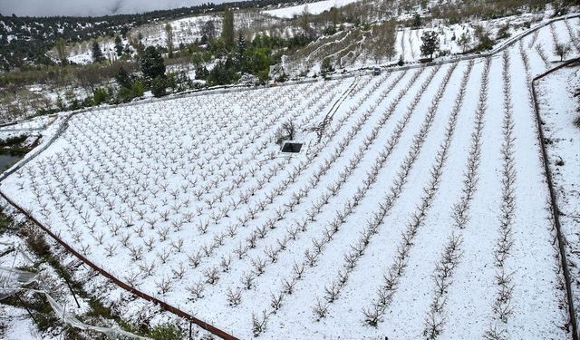 Mersin'de yüksek kesimlerde etkili olan kar bazı tarım alanlarına zarar verdi
