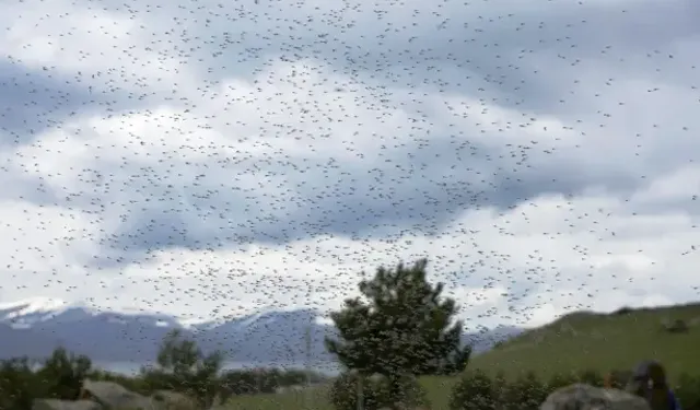 Hatay'ı Sinekler İstila Etti!