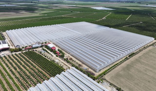 Yapay zeka destekli topraksız serada üretilen beyaz çilek 5 ülkeye ihraç ediliyor