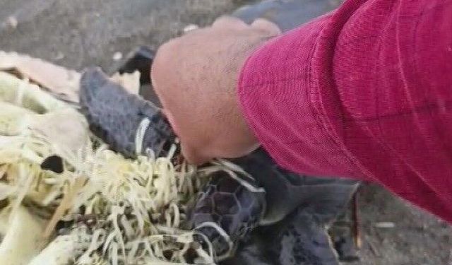 Samandağ'da Kaplumbağaya Yaşam Eli !