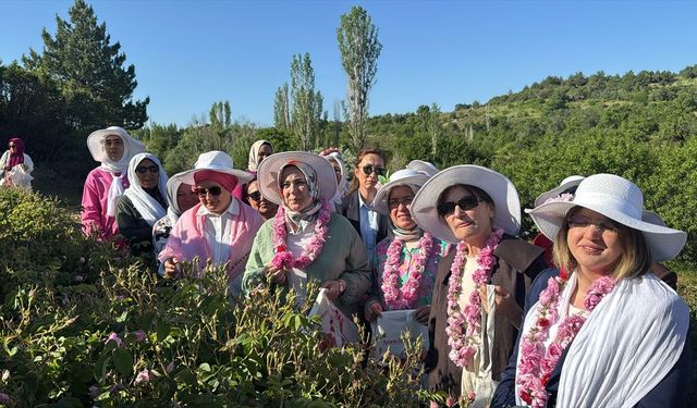 AK Parti Kadın Kolları Başkanı Ercan, Isparta'da Gül hasadına katıldı: