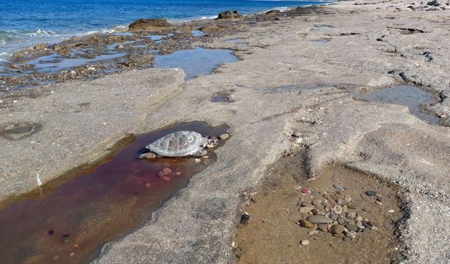 Alanya sahilinde iki caretta caretta ölü olarak bulundu