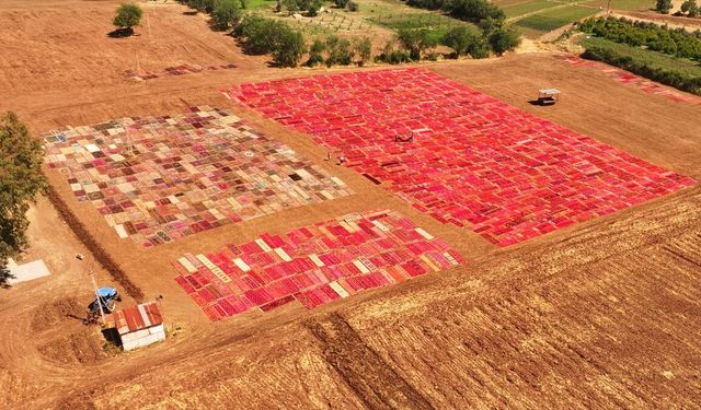 Antalya'da buğday tarlaları sıcaklarla birlikte 'halı tarlaları'na dönüştü
