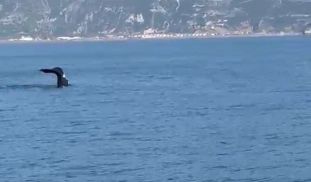 Hatay'dan Sonra Bir Balina Da Fethiye'de Görüldü: Akdeniz'de Neler Oluyor?