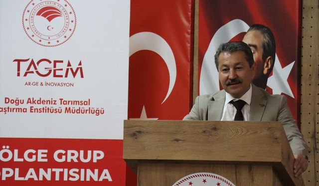 Hatay Zeytininin Verimi Düşüyor Mu? Kritik Toplantı Yapıldı!