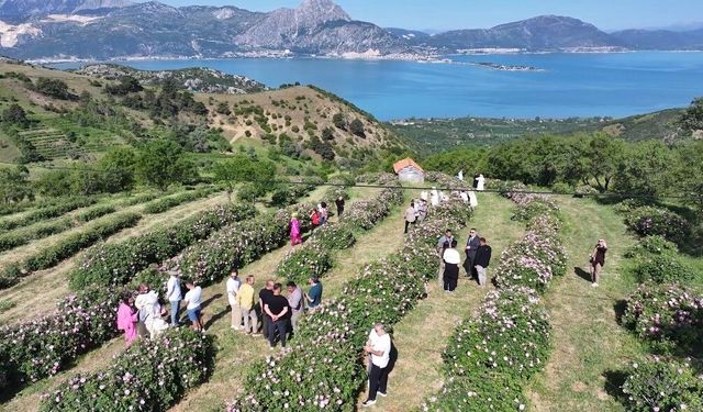 Isparta'da festival coşkusu devam ediyor: Eğirdir Gölü manzarasıyla gül topladılar