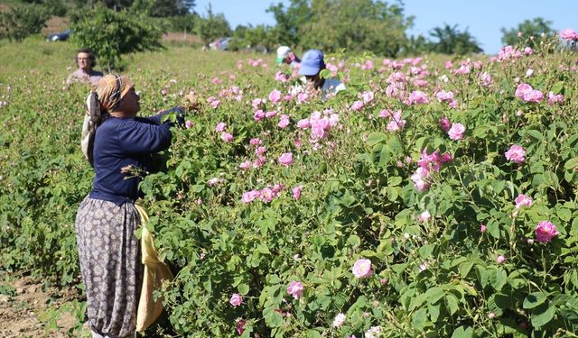 Isparta'da yüksek rakımlı bölgelerde gül hasadı sürüyor