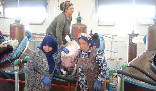 Isparta'nın pembe hazinesi: 4 ton gülden elde edilen yağın kilosu 12 bin avroya alıcı buluyor
