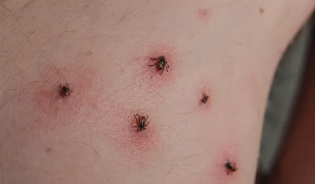 Hatay'da Kene Alarmı: Yağışlar Sonrası Risk Büyüyor!