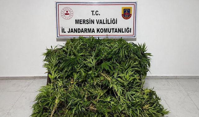 Mersin'de ormanlık alanda kenevir yetiştiren zanlı tutuklandı