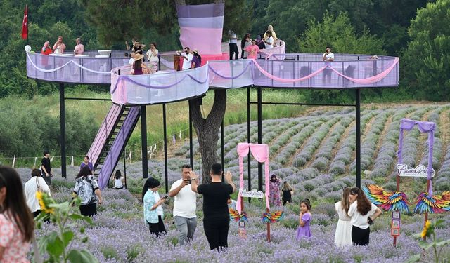 Osmaniye'de Lavanta ve Zeytin Çiçeği Festivali düzenlendi