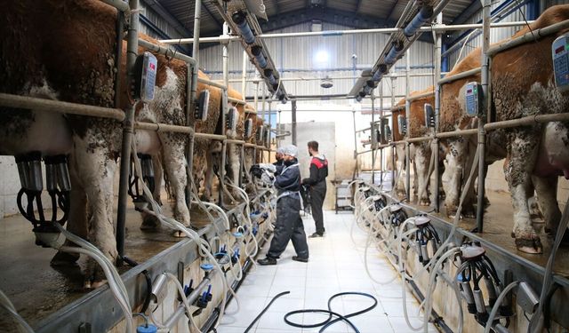 Süt üreticilerine 6 yılda 24,6 milyar lira destek verildi