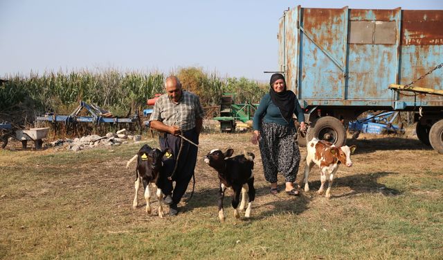 40 yıllık besici çiftin, 'yüz binde bir görülen' üçüz buzağı sevinci