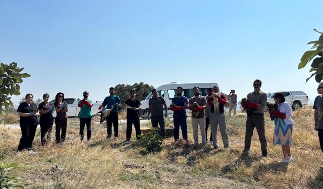 Hatay'da Yaralı Bulunmuşlardı... 18 Kuş Özgürlüğe Kavuştu