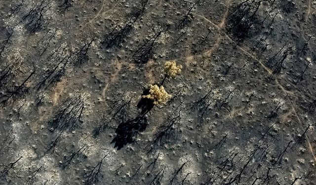 AB ülkelerinde bu yıl orman yangınlarında kayıp 435 bin hektarı buldu