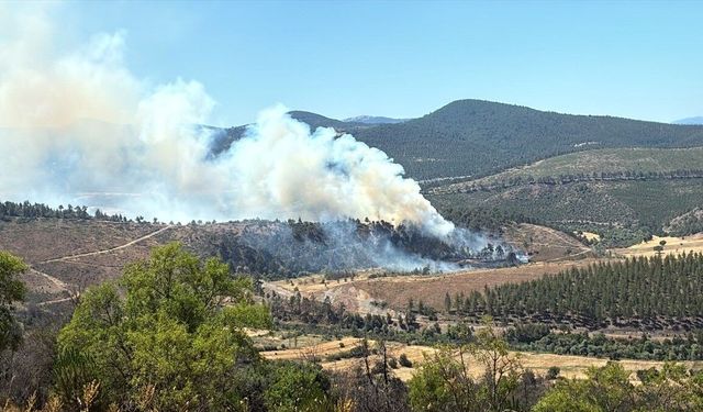 Bursa'da çıkan orman yangını kontrol altına alındı