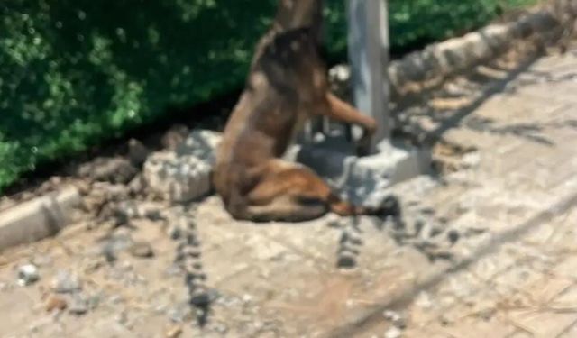 Hatay'da Kan Donduran İddia: Sahipli Köpek Vahşice Öldürüldü