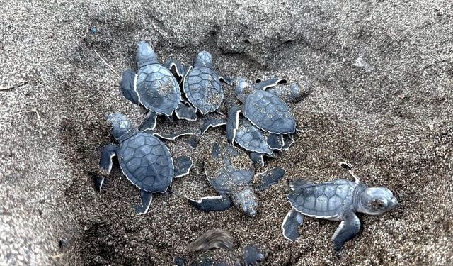 Mersin'de kaplumbağaların yumurta bıraktığı kumsalda yavru çıkışları başladı