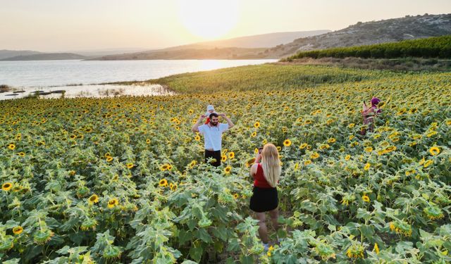 Mersin'de sarıya bürünen ayçiçeği tarlaları havadan görüntülendi