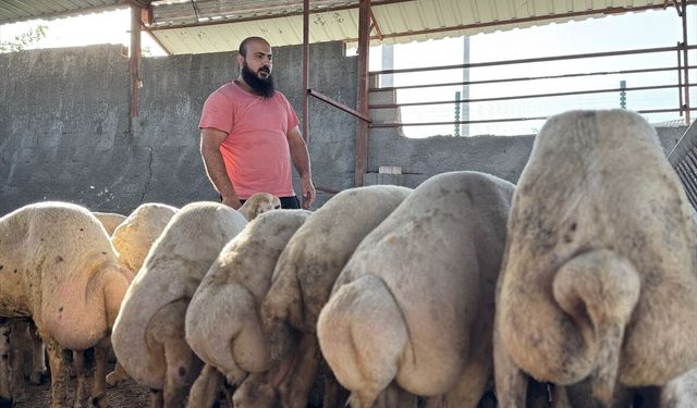 Osmaniye'de sağanakta su basan ahırdan koyunlarını çıkaran besici yaşadıklarını anlattı