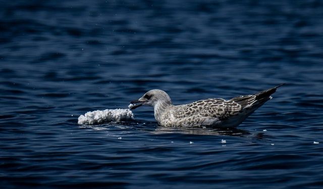 Prens Adaları'nda deniz kuşlarının 'strafor avı' görüntülendi