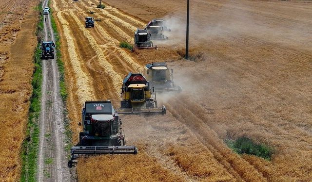 TİGEM'in Karacabey tesisleri yerli tohumluk buğdayda bölge ihtiyacını karşılıyor