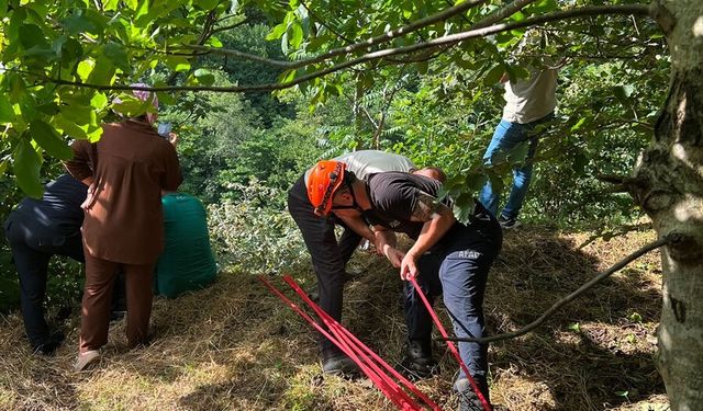 Trabzon'da yamaçtan yuvarlanan inek kurtarıldı