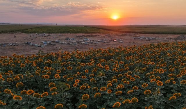Aksaray'da bal üretimi yapan Mersinli arıcıların zorlu mesaisi