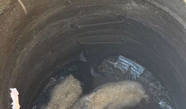 Antakya'da kuyuya düşen iki koyun itfaiye ekiplerince kurtarıldı