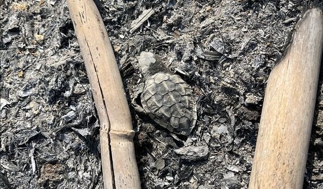 Antalya'da denize ulaşmaya çalışan caretta caretta yavrusu kumsalda yakılan ateşte öldü