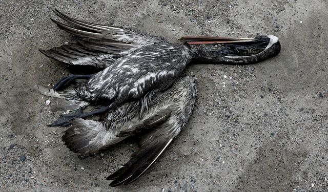 Avustralya'da yabani kuşlarda H5 kuş gribi kaynaklı ilk toplu ölüm görüldü