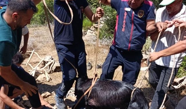 Hatay'da su kuyusuna düşen keçiyi itfaiye kurtardı