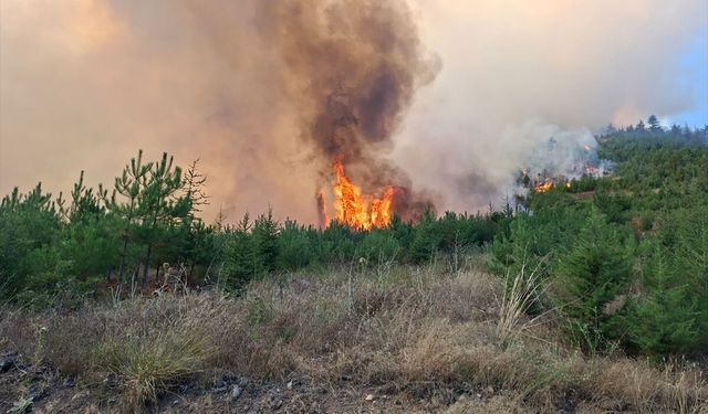 Adana'nın Feke ilçesinde orman yangını çıktı