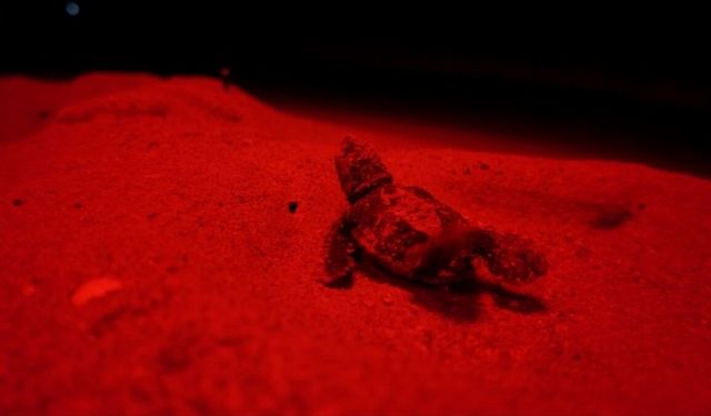 Antalya'da kırmızı LED uygulaması, caretta caretta yavrularının denize ulaşmasına yardımcı oldu