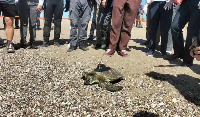 Antalya'da uydu cihazı takılan yeşil deniz kaplumbağası denize bırakıldı