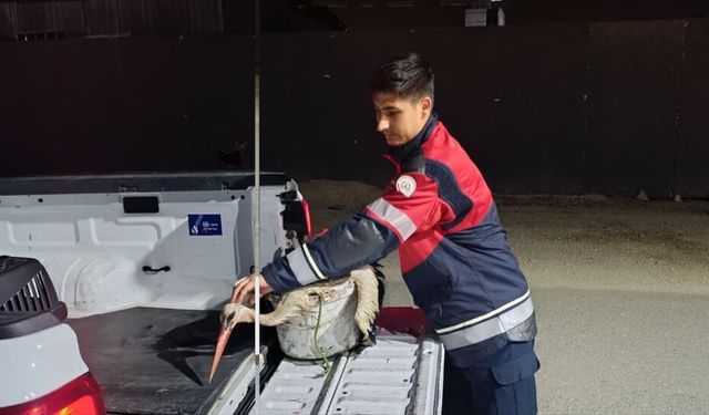 Hatay'da yorgun düşen leylek koruma altına alındı