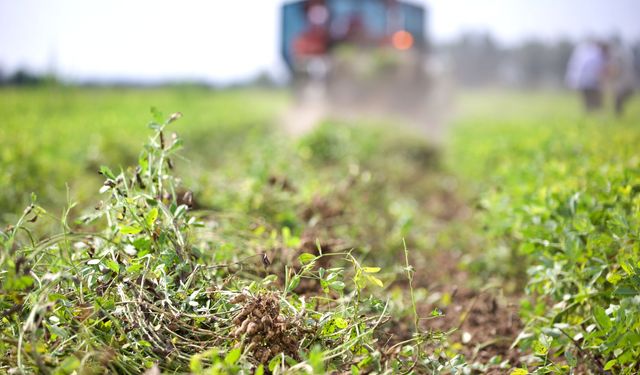 Osmaniye'de tescilli yer fıstığında hasat sezonu başladı
