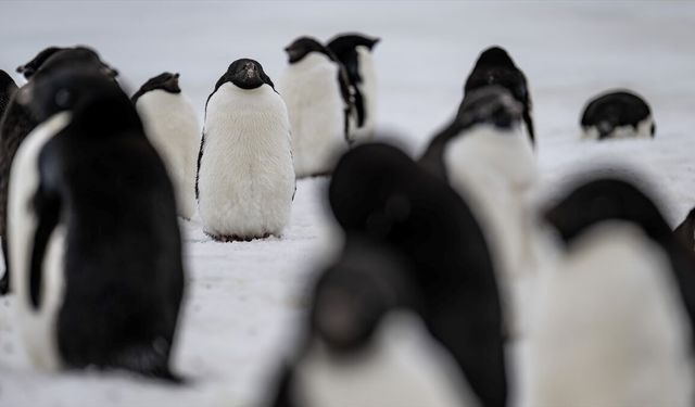 Araştırma: Dünyanın en büyük penguen kolonisinde popülasyonun çeyreğinden fazlası öldü