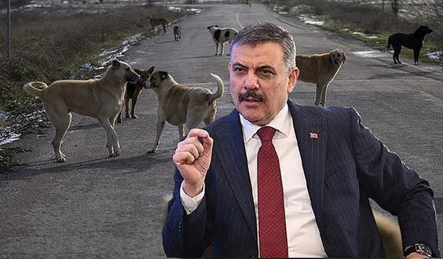 Bakan Çiftçi, “Sokak Köpeklerinin %99,9’unu Topladık” Dedi