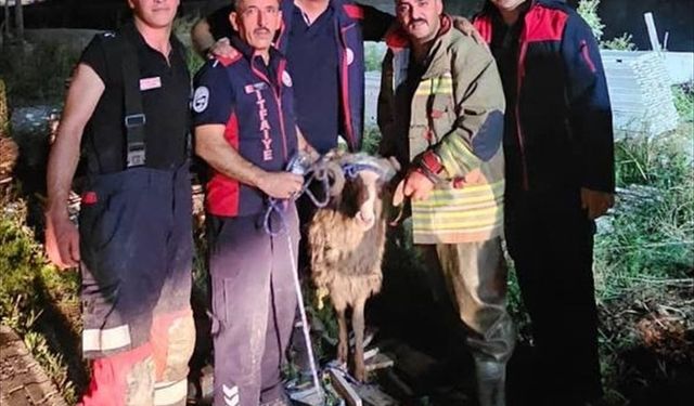 Hatay'da nehre düşen koyun itfaiye ekibince kurtarıldı