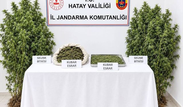 Hatay'da ormanlık alanda kenevir yetiştiren zanlı tutuklandı