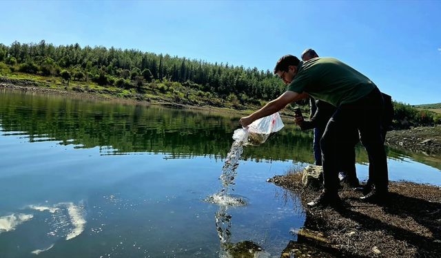 Osmaniye'de baraj gölüne 50 bin sazan yavrusu bırakıldı