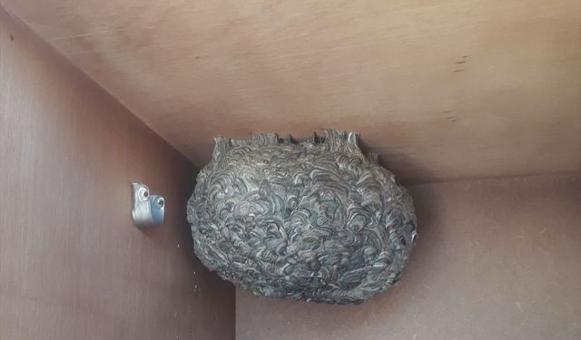 (yerelden verilmesi ricasıyla) Burdur'da yaban arısı yuvası 40 santimetreye ulaştı