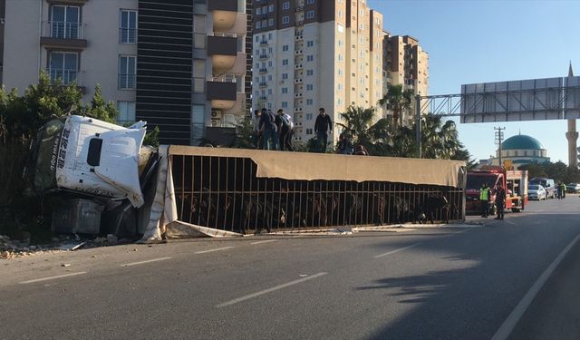 Mersin'de devrilen büyükbaş hayvan yüklü tırın sürücüsü yaralandı