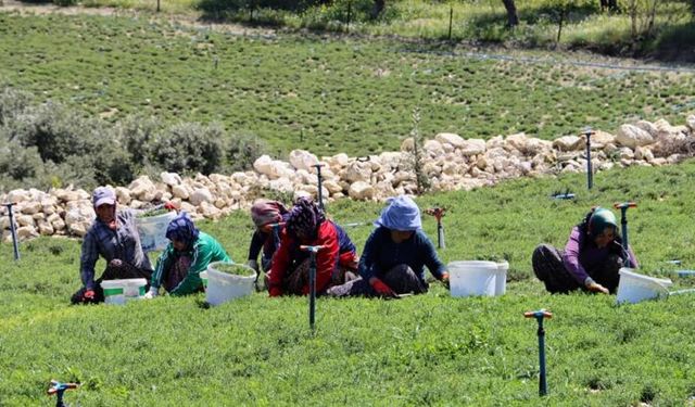 Altınözü’nde Zahter Hasadı Başladı